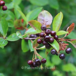 Aronia melanocarpa