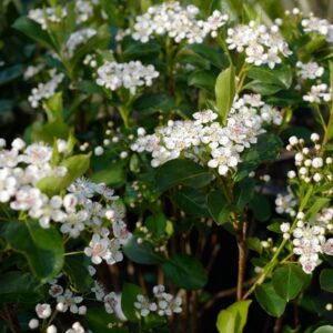 Aronia melanocarpa 'Autumn Magic'