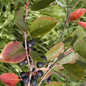 Aronia prunifolia 'Nero'
