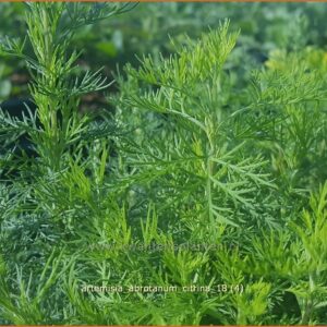 Artemisia abrotanum 'Citrina'
