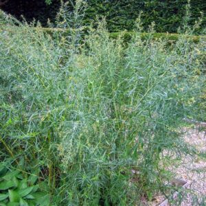 Artemisia dracunculus
