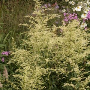 Artemisia lactiflora 'Elfenbein'