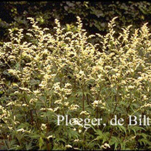 Artemisia lactiflora 'Guizhou'
