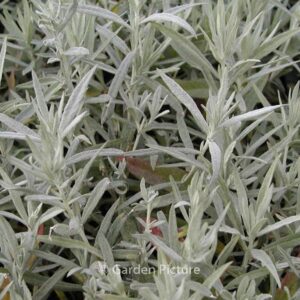 Artemisia ludoviciana 'Silver Queen'