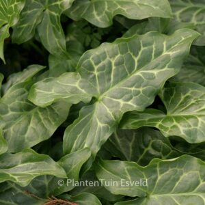 Arum italicum