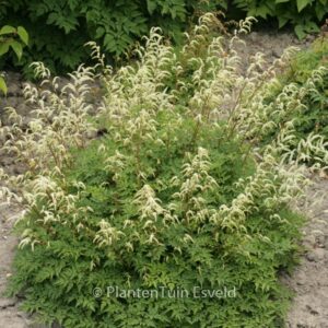 Aruncus 'Guinea Fowl'