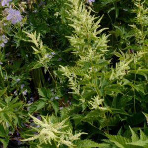 Aruncus 'Sparkles'