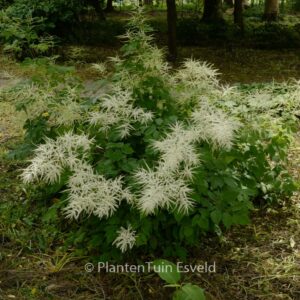 Aruncus dioicus