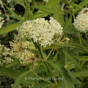 Asclepias incarnata 'Ice Ballet'