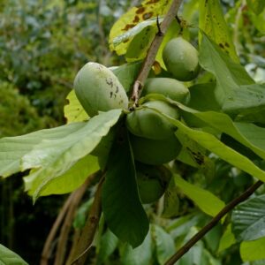 Asimina triloba 'Prima 1216'