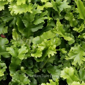 Asplenium scolopendrium 'Cristatum'