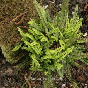 Asplenium trichomanes