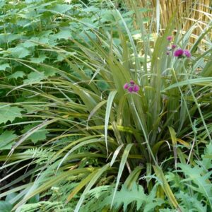 Astelia nervosa 'Westland'