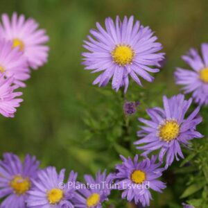 Aster 'Blauer Gletscher (D)'