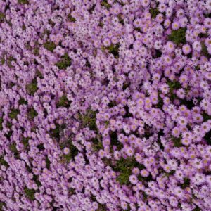 Aster 'Herbstgruss von Bresserhof'