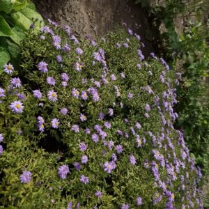 Aster 'Nesthaekchen'