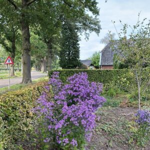 Aster 'Prairie Purple'