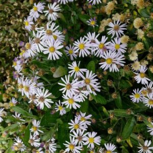 Aster 'Wachsenburg'