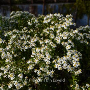 Aster ageratoides 'Ashvi'