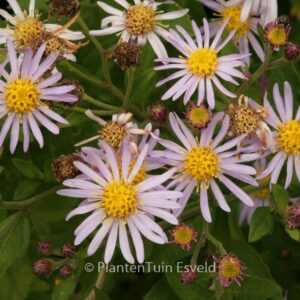 Aster ageratoides 'Asran'