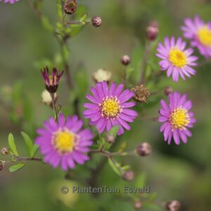 Aster ageratoides 'Ezo murasaki'