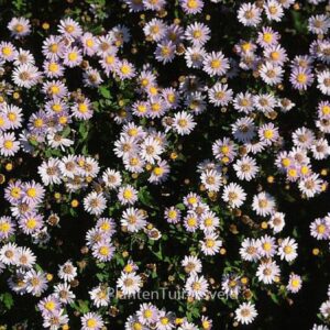Aster ageratoides 'Stardust'