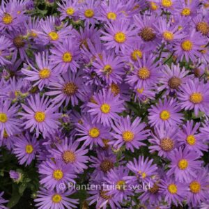 Aster amellus 'Blue King'