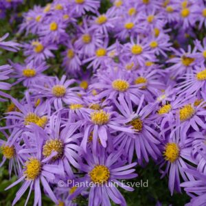 Aster amellus 'King George'