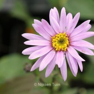 Aster amellus 'Rosa Erfuellung'