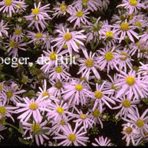 Aster amellus 'Rudolf Goethe'