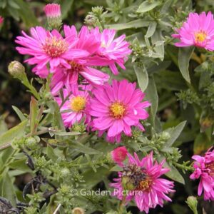 Aster dumosus 'Anneke'