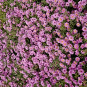 Aster dumosus 'Marjorie'