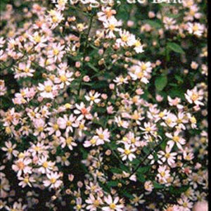 Aster ericoides 'Erlkoenig'