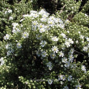Aster ericoides 'Snowflurry'