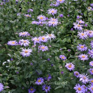 Aster frikartii 'Jungfrau'