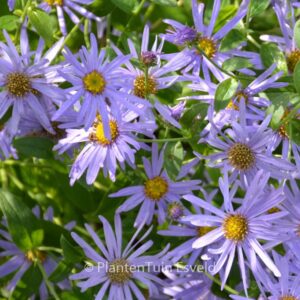 Aster frikartii 'Moench'