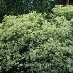 Aster glehnii 'Agleni'