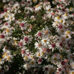 Aster lateriflorus 'Chloe'