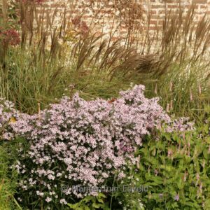 Aster lateriflorus 'Pink Buttons'
