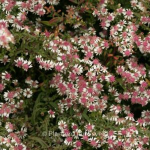 Aster lateriflorus 'Prince'