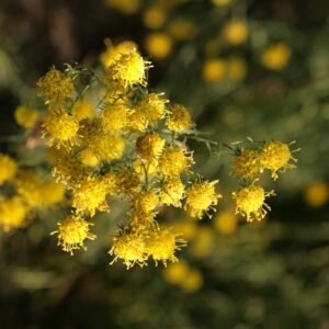 Aster linosyris 'Golddust'
