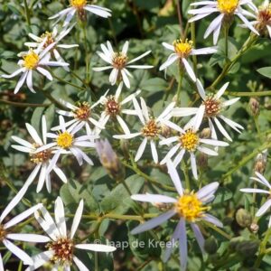 Aster macrophyllus