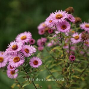 Aster novae-angliae 'Barr's Pink'