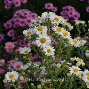 Aster novae-angliae 'Herbstschnee'