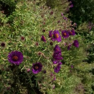 Aster novae-angliae 'Nachtauge'