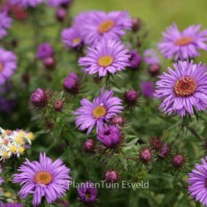 Aster novae-angliae 'Purple Dome'