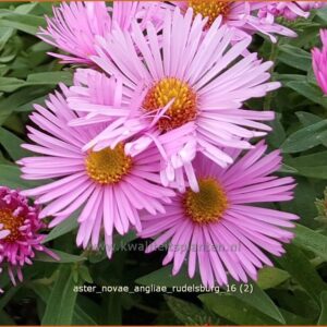Aster novae-angliae 'Rudelsburg'
