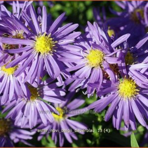 Aster novi-belgii 'Dauerblau'