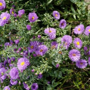Aster novi-belgii 'Eventide'