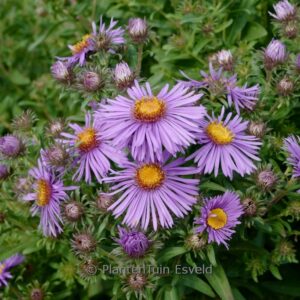 Aster novi-belgii 'Guido en Gezelle'